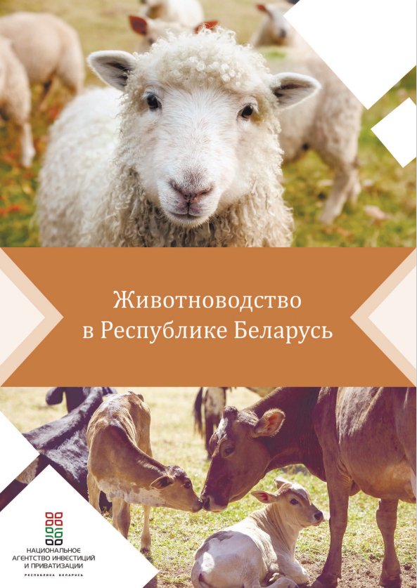 мвм.PNG